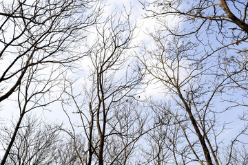 Dry teak tree in autumn