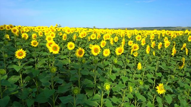 Sunflowers on the field against a cloudy sky.Original high quality video without any processing. Footage 4k.