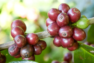 Close up of Red coffee beans on a branch of coffee tree ,Coffee plantation in Chiang rai, Thailand