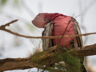 Galah rose-breasted cockatoo, galah cockatoo, pink and grey cockatoo, roseate cockatoo