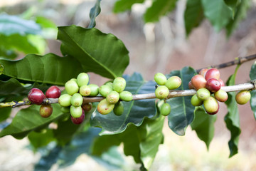 Close up of yellow coffee beans on a branch of coffee tree, Branch of a coffee tree with ripe fruits
