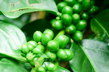 Close up of green  coffee beans on a branch of coffee tree, Branch of a coffee tree with unripe fruits