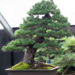 Fototapeta Sosna bonsai z flagą Unii Europejskiej obraz