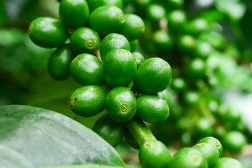 Close up of green  coffee beans on a branch of coffee tree, Branch of a coffee tree with unripe fruits