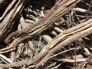 Trozos de madera y ramas