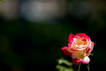 yellow mix pink rose flower