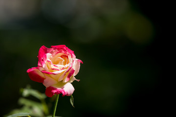 Fototapeta premium yellow mix pink rose flower