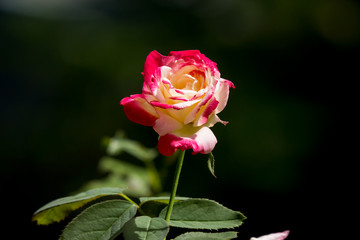 yellow mix pink rose flower