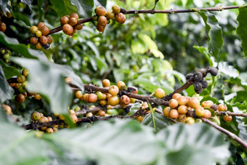 Close up of yellow coffee beans on a branch of coffee tree, Branch of a coffee tree with ripe fruits