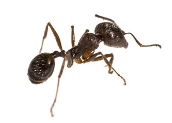 Ant