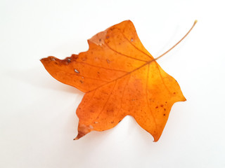autumn leaf colors isolated for background