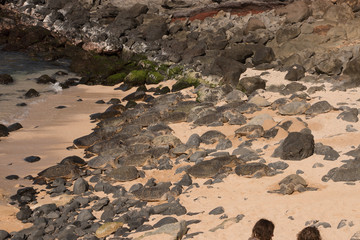 Over 50 Green sea turtles.