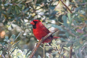 Cardinal