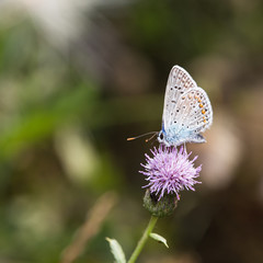 Fototapeta na wymiar Butterfly - Polyommatus icarus on blooming plant.