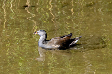 Juvenile moorhen duckling with head tilted to one side looking towards the sky