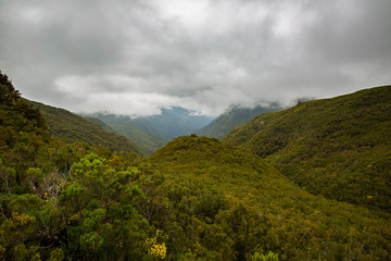 Fototapeta na wymiar Forest on Madeira, Trees and cloudy day