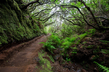Levada walks on madeira