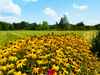 Fototapeta premium garden with flowers green grass and full of trees