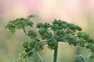 Wild angelica with raw seeds