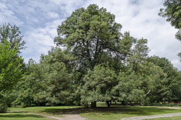 New and old wooden bench  on a meadow in the forest at natural old West park, Sofia, Bulgaria 