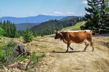 Fototapeta na wymiar a cow grazing on mountain slopes. The concept of environmentally friendly products. Eco-milk