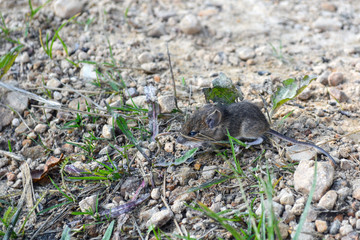 live, wild mouse on the ground, on the path near the house