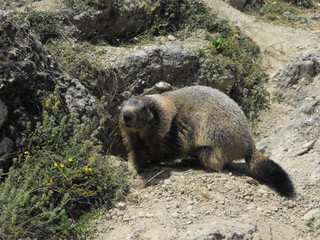 Marmotte