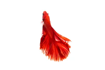 Poster The moving moment beautiful of red siamese betta fish in thailand on isolated white background.  © Soonthorn