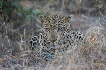 Male leopard