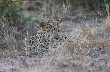 Fototapeta na wymiar Male leopard