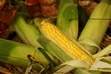 Organic,fresh,green,golden corn shot between autumn leaves 6