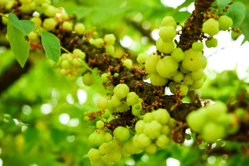 Star gooseberry on tree, edible small yellow berries fruit