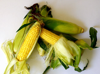 Fresh,organic corn isolated shot with white background 8