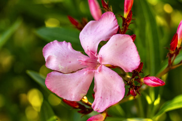 fleur de laurier-rose 