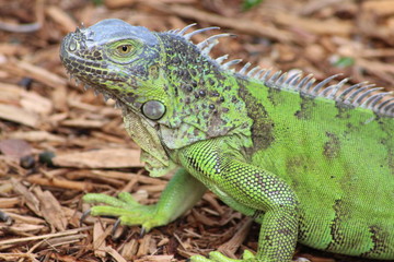 green iguana