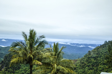 Fototapeta na wymiar coconut trees with mountain view