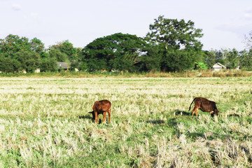 Naklejka na ściany i meble buffalo with eating grass in the meadow, Buffalo ate grass in the field