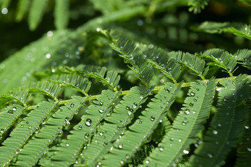 water drops on leaves in the morning light.