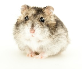 Hamster Front View