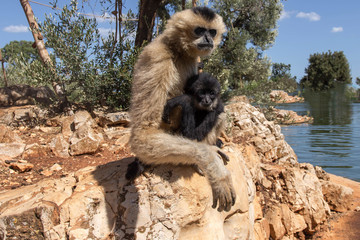 Scimmia con il suo piccolo