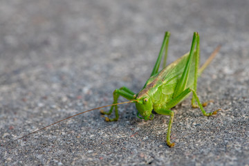 Grasshopper