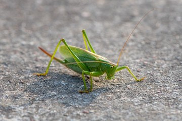 Grasshopper