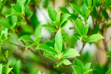 Close up nature Leaves Background, green leaf on blurred background in garden with copy space, fresh wallpaper concept.