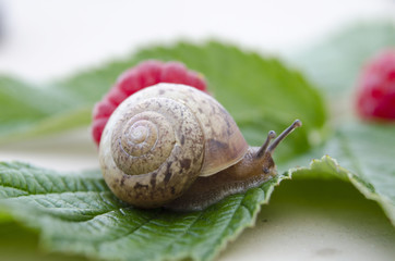 Snail leaf background macro