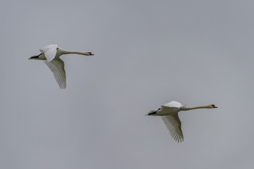 Swans in Flight