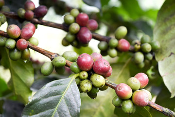 Close up of Red coffee beans on a branch of coffee tree ,Coffee plantation in Chiang rai, Thailand