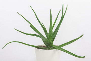 saksıda aloe vera
