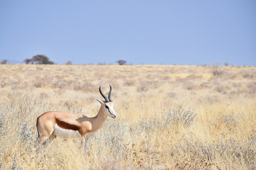 Springbok in African Bush