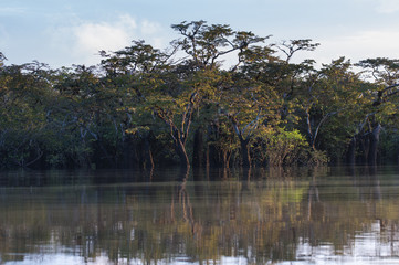 Landscape in the nature reserve Cuyabeno / Trees with bromeliads in the nature reserve Cuyabeno, Amazonia, Oriente, Ecuador.