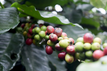 Close up of Red coffee beans on a branch of coffee tree ,Coffee plantation in Chiang rai, Thailand